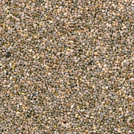 Millet Japonais 15kg 1 Millet Japonais 15kg