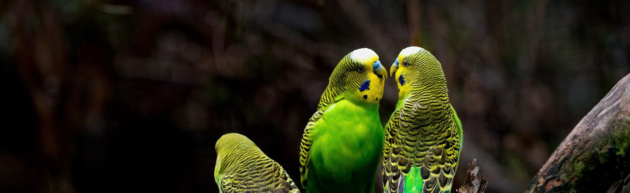 Deli Nature Magasin -Deli Nature Magasin z6798714754837 86b7f1183e97ffe3009e9e8074dab711